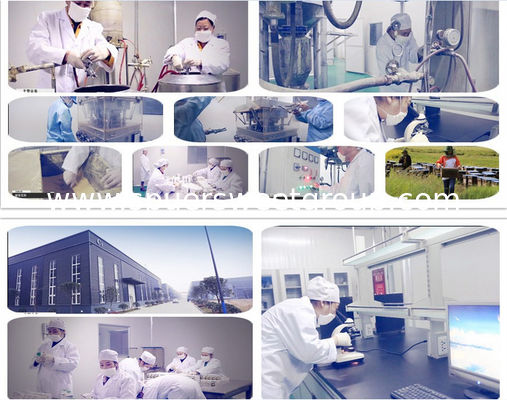 High Quality Natural Bee Pollen Powder Factory Supply Pollen Powder Free Sample Bee Pollen Organic for Sale
