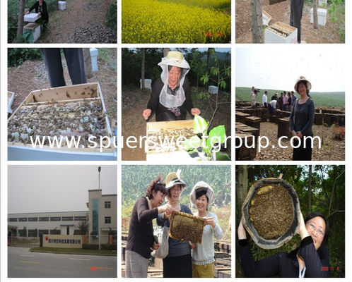 High Quality Natural Bee Pollen Powder Factory Supply Pollen Powder Free Sample Bee Pollen Organic for Sale