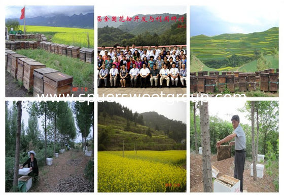 High Quality Natural Bee Pollen Powder Factory Supply Pollen Powder Free Sample Bee Pollen Organic for Sale