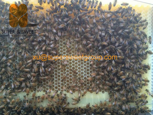 China Factory Supply High quality Plastic Automatic Hive Frames Vendor