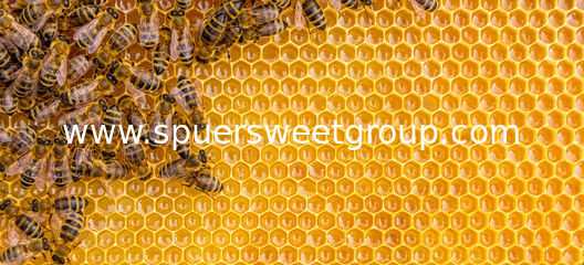 Whole Frame Raw Bee Honeycomb All Natural 100% Pure Sidr Wildflower Honey High Purity Edible 2kg Direct From Bee Farm