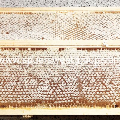 Miel de abeja cruda natural pura 100% de alta calidad, sin filtrar, panal de flores silvestres, envasado en botella, 2 kg, panal entero de colmena